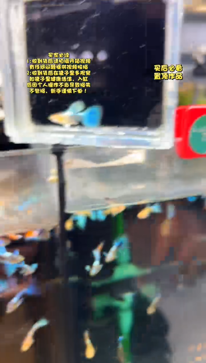 孔雀鱼无怨孔雀鱼