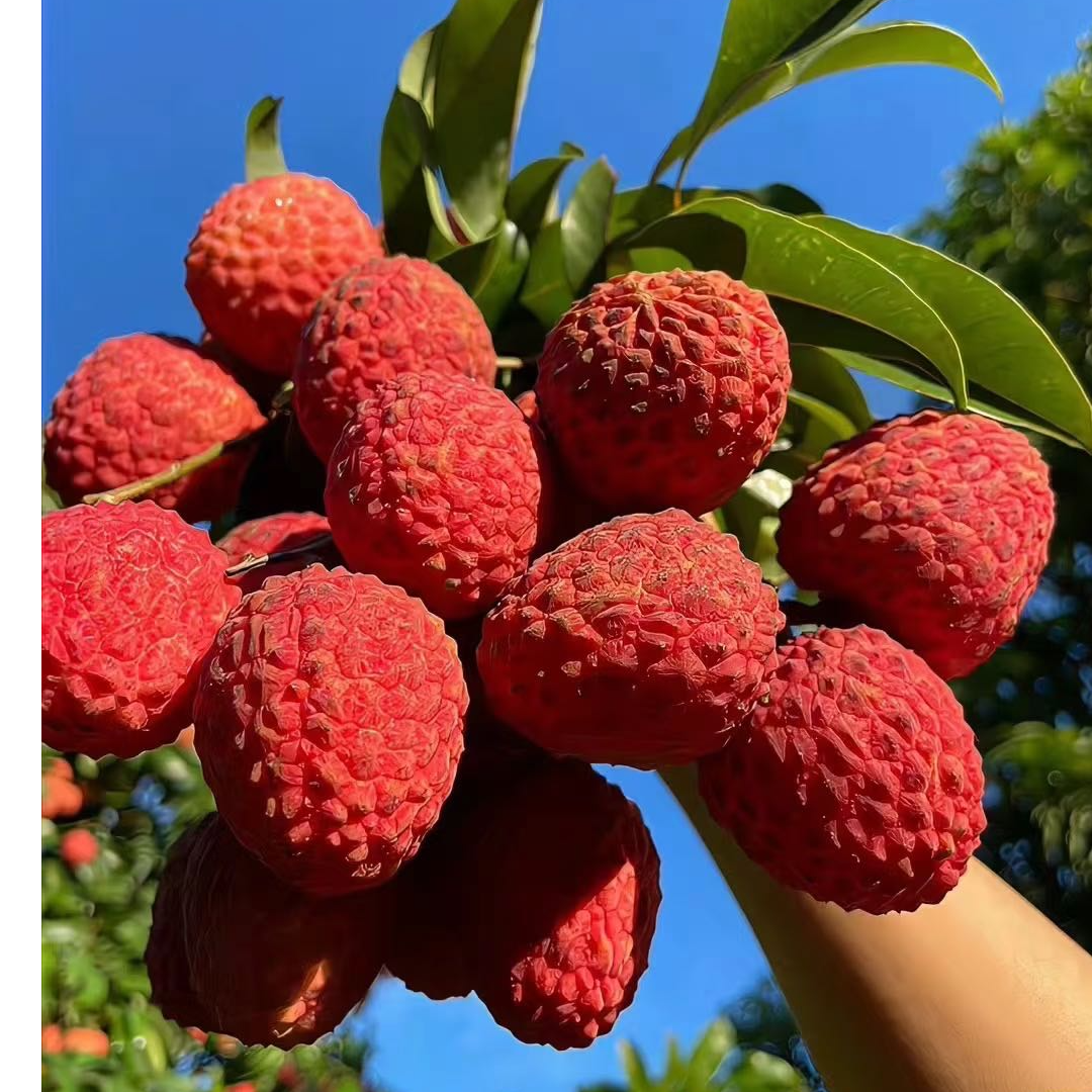 荔枝500g-1000g广西壮族自治区