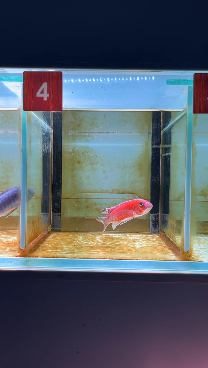 海水三湖慈鲷人工