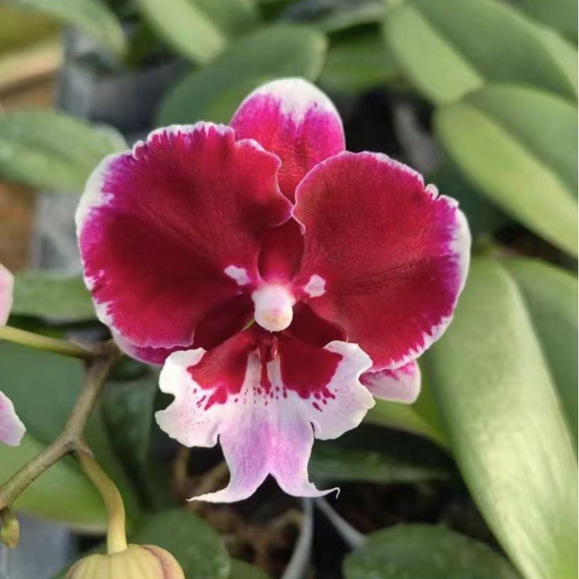 带花苞《玫瑰酱》2.8寸杯蝴蝶兰