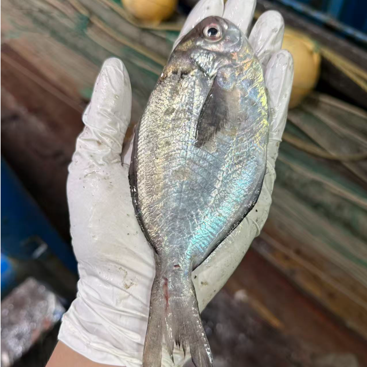 [捕鱼达人]宁波东海新鲜肉鲳 