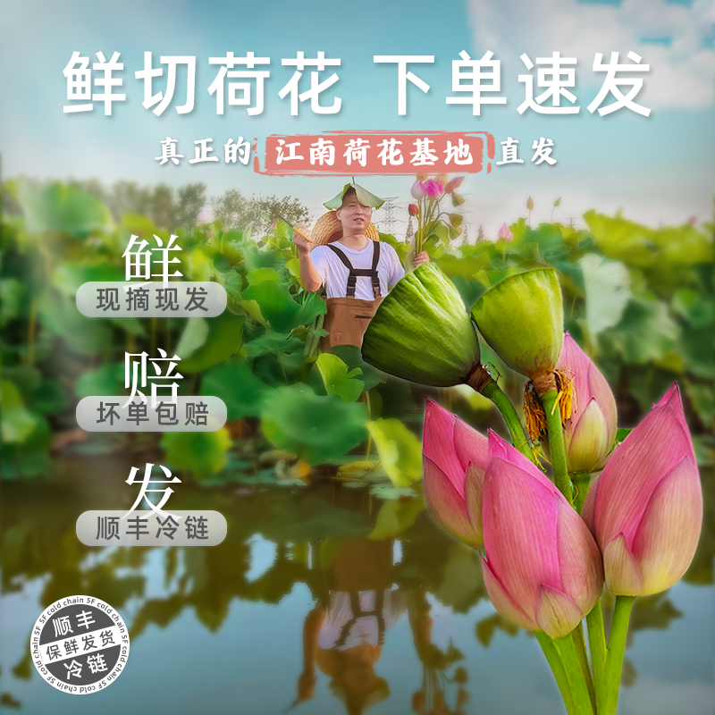 荷花鲜花花束鲜切花莲花花苞花骨朵莲蓬芙蓉菡萏可食用现采现发