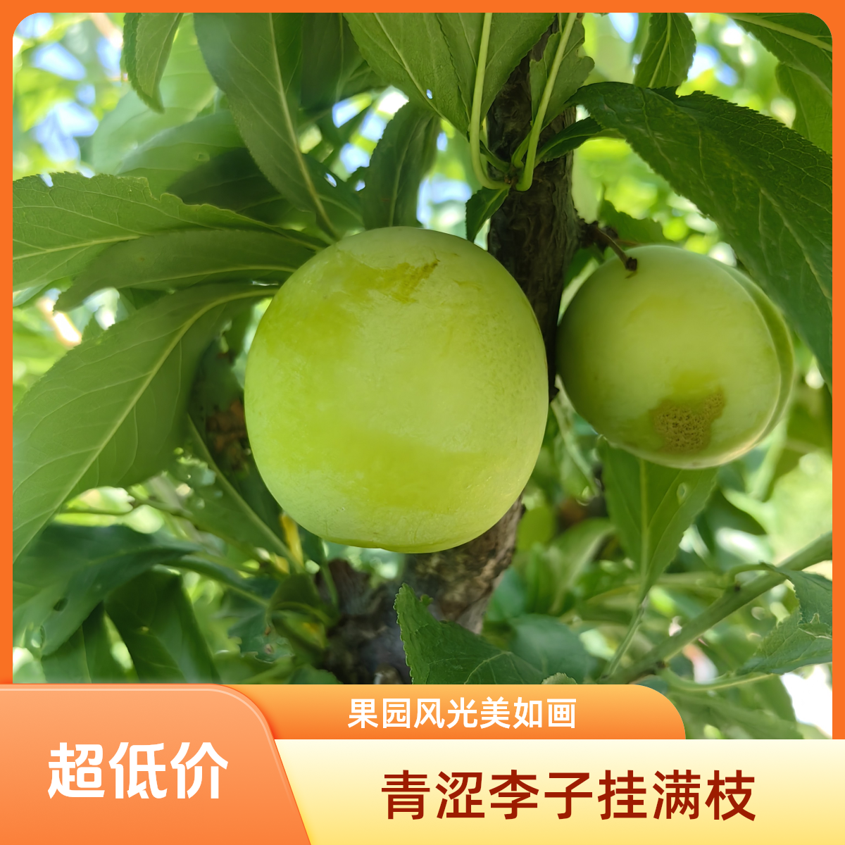 <雪姨菜园>密云石峨六月黄李子（三斤）北京市