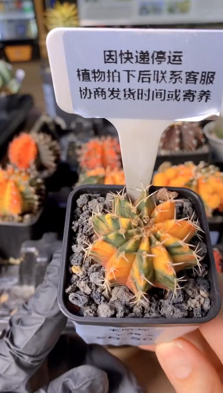 【闪购商品】米哈锦FB-568