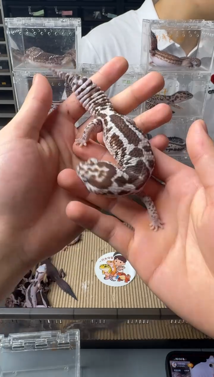 肥尾守宫奶奥h无 妹妹 