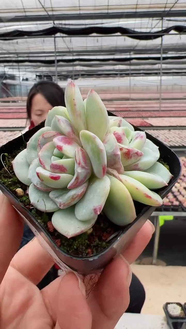 【闪购商品】新款多肉-130