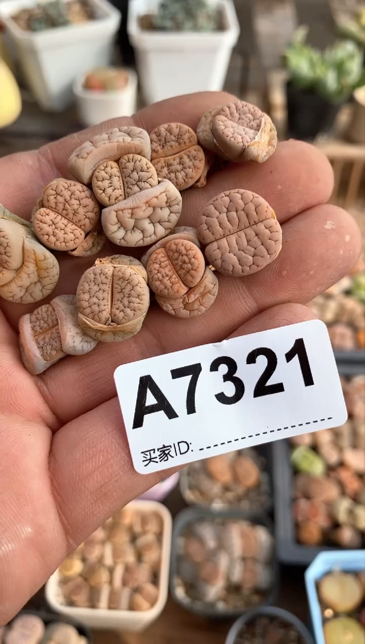 【闪购商品】7321直播间一物一拍