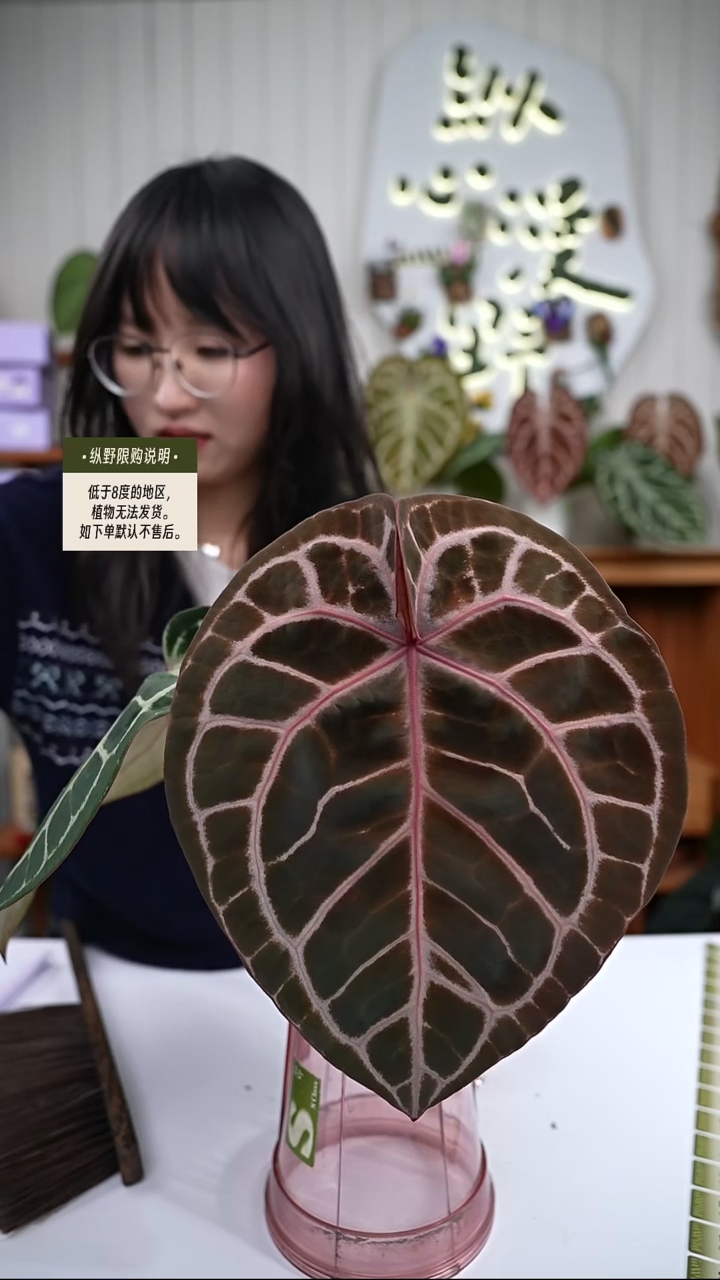 完全开放Y95红水晶杂