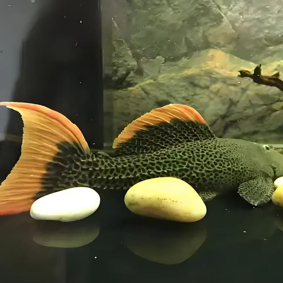 帝王血钻 绿皮 坦克 绿巨人 (顺丰包邮)