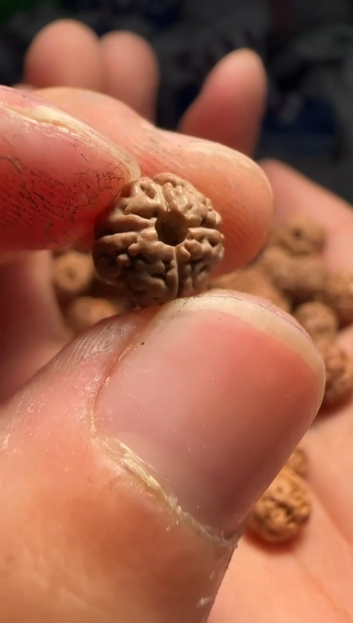 手串金刚菩提非全品老树王四瓣散籽8-9mm一份一百颗