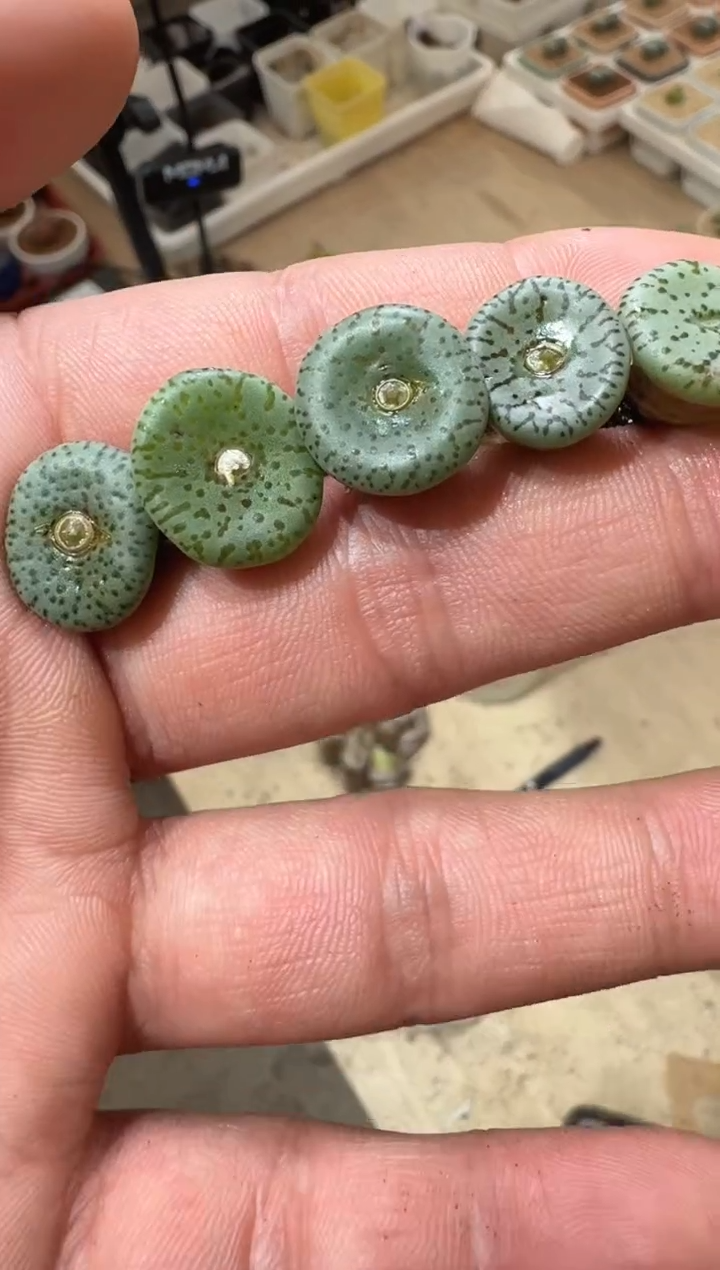 21多肉植物肉锥CR1397荷叶安贞一颗