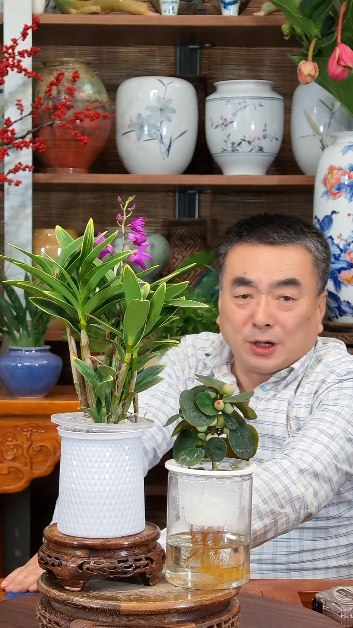 全部花苞遛**玩水之韵水培石斛兰+小盼菩提