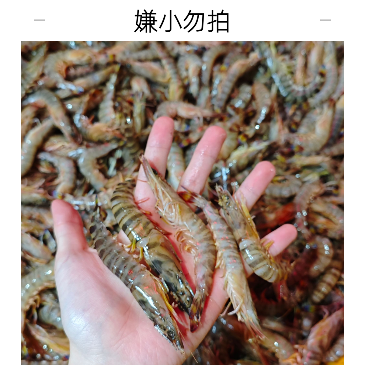 [野生小斑节虾]（嫌小勿拍 ） 500g/盒   个别软壳松头属于正常现象！