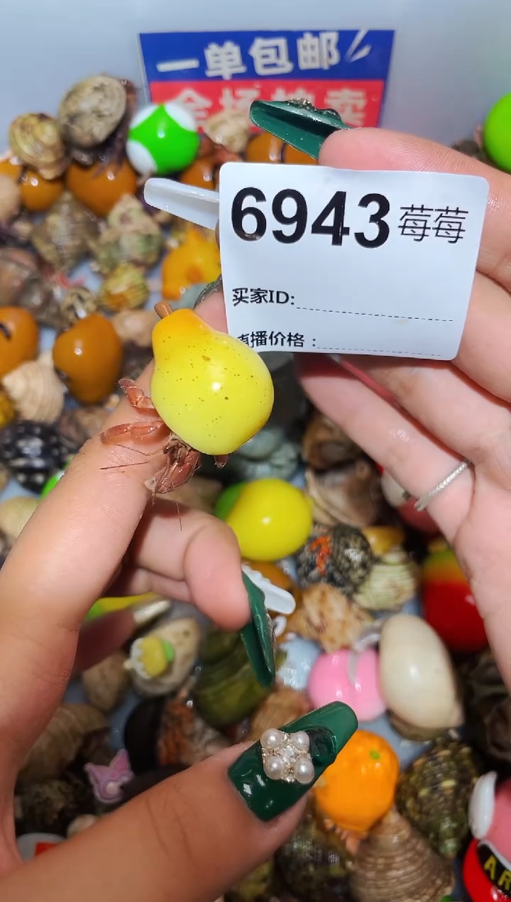 陌派甄选寄居蟹6943，1.3口