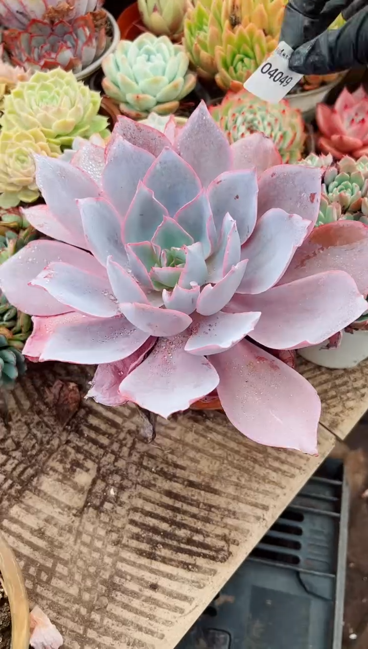 &****@多肉植物一物一拍04049