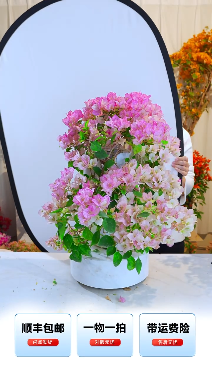 大部分开放少量花苞天***z暗斑五宝