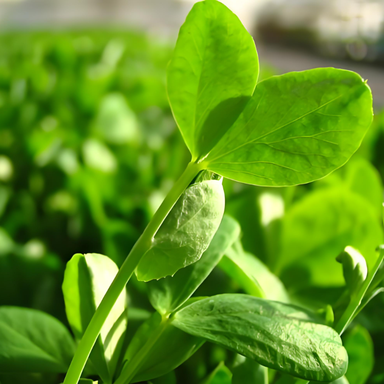 新鲜豌豆尖豌豆苗