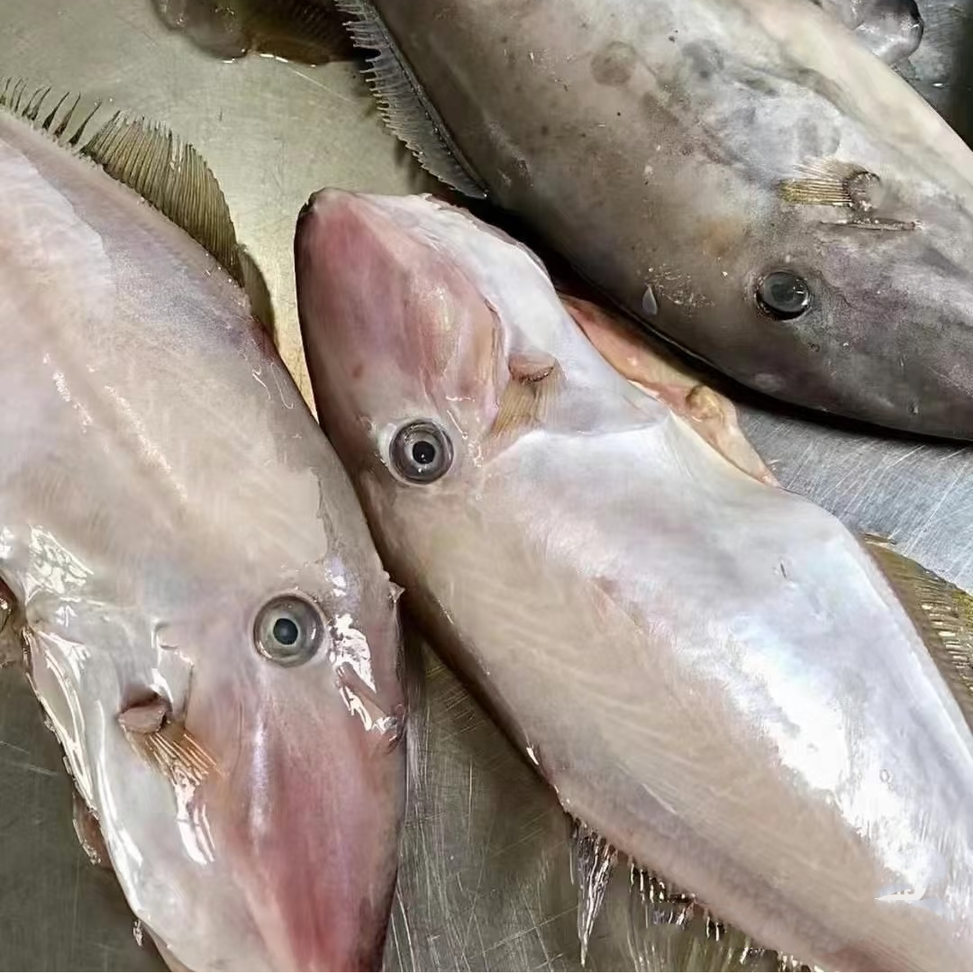 【去皮去脏】大连黄海马面鲀马面鱼扒皮鱼3斤 冷冻发货顺丰包邮