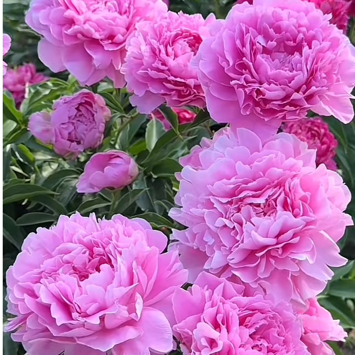 【晴雯芍药】菏泽产地直发粉蓝色重瓣大花芍药裸根发货