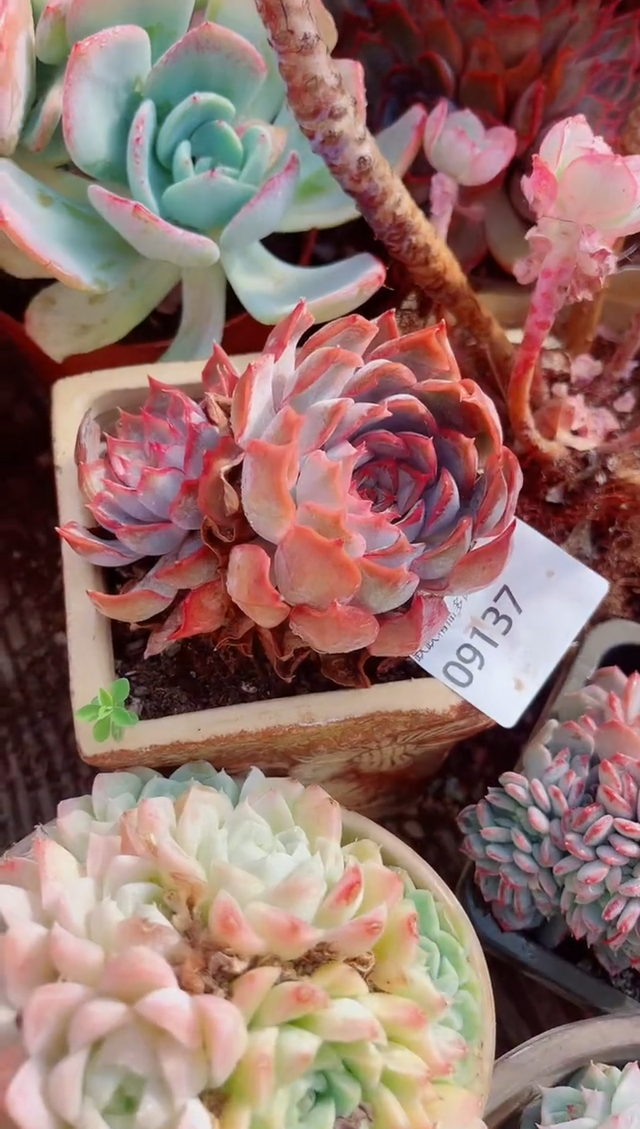 猪***麻跃跃精品多肉09137