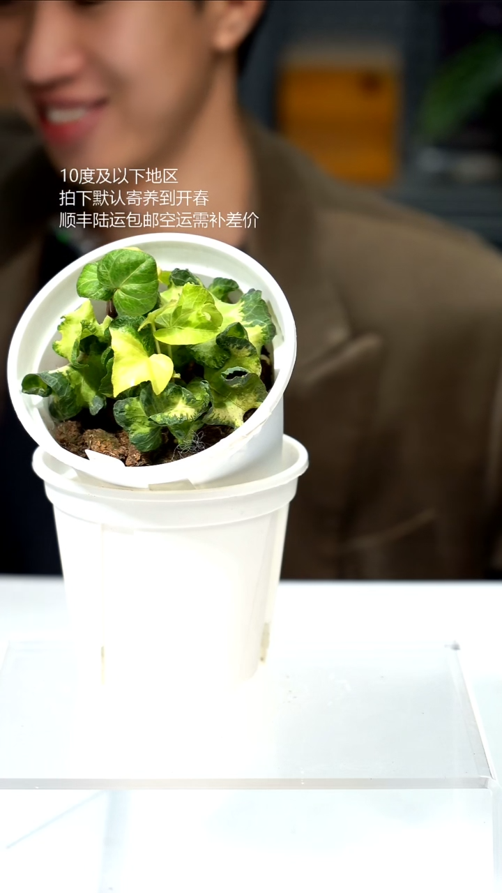完全开放015-月光灯