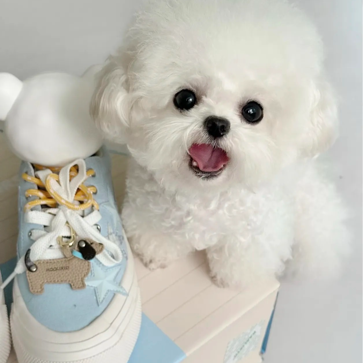 {运城宠物优选}T活体狗狗