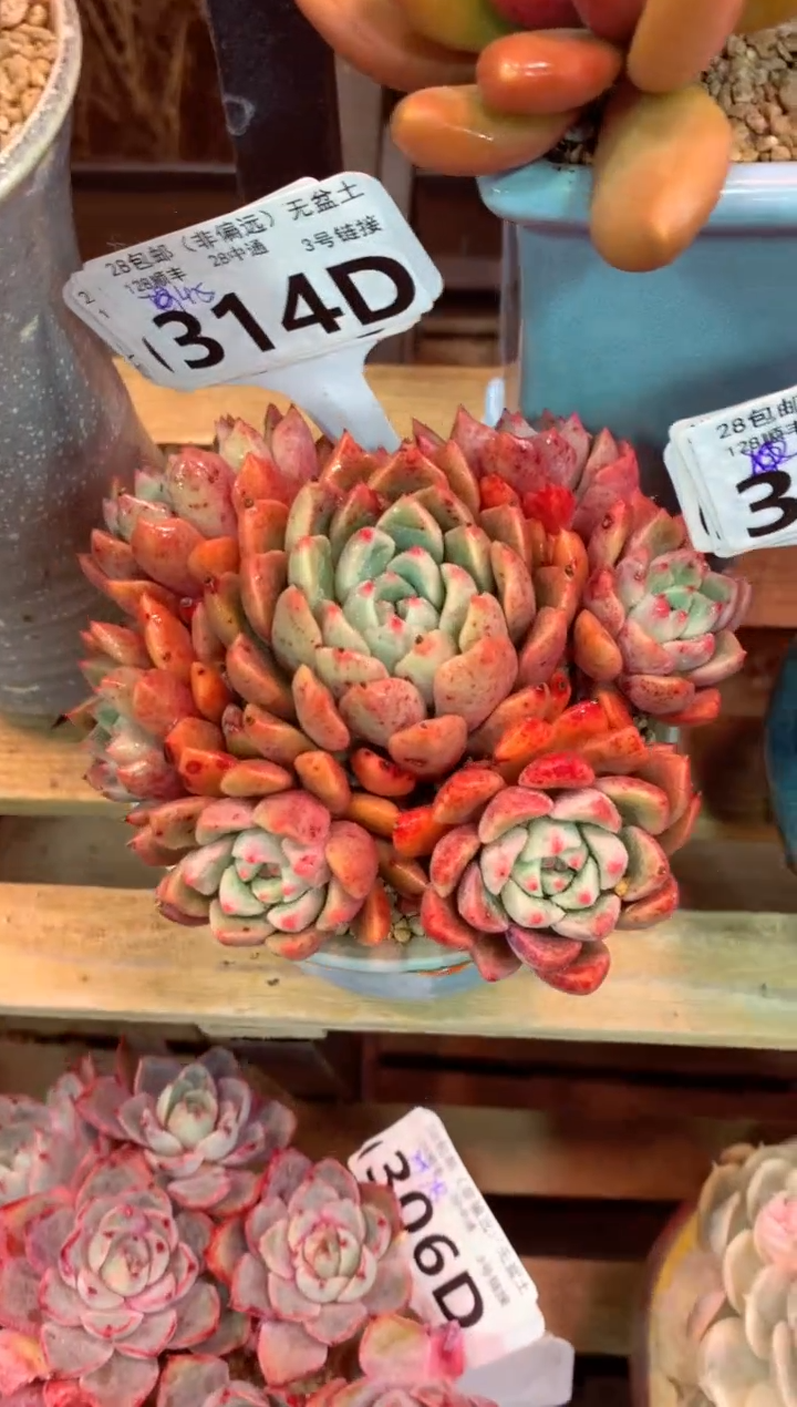 314D（一物一拍，精品多肉，w所见即所得 ）