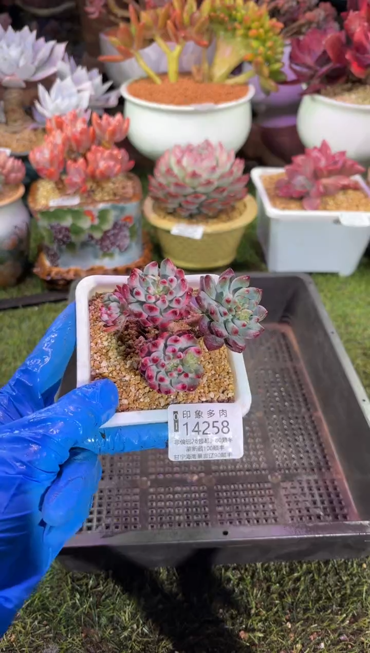 【闪购商品】14258