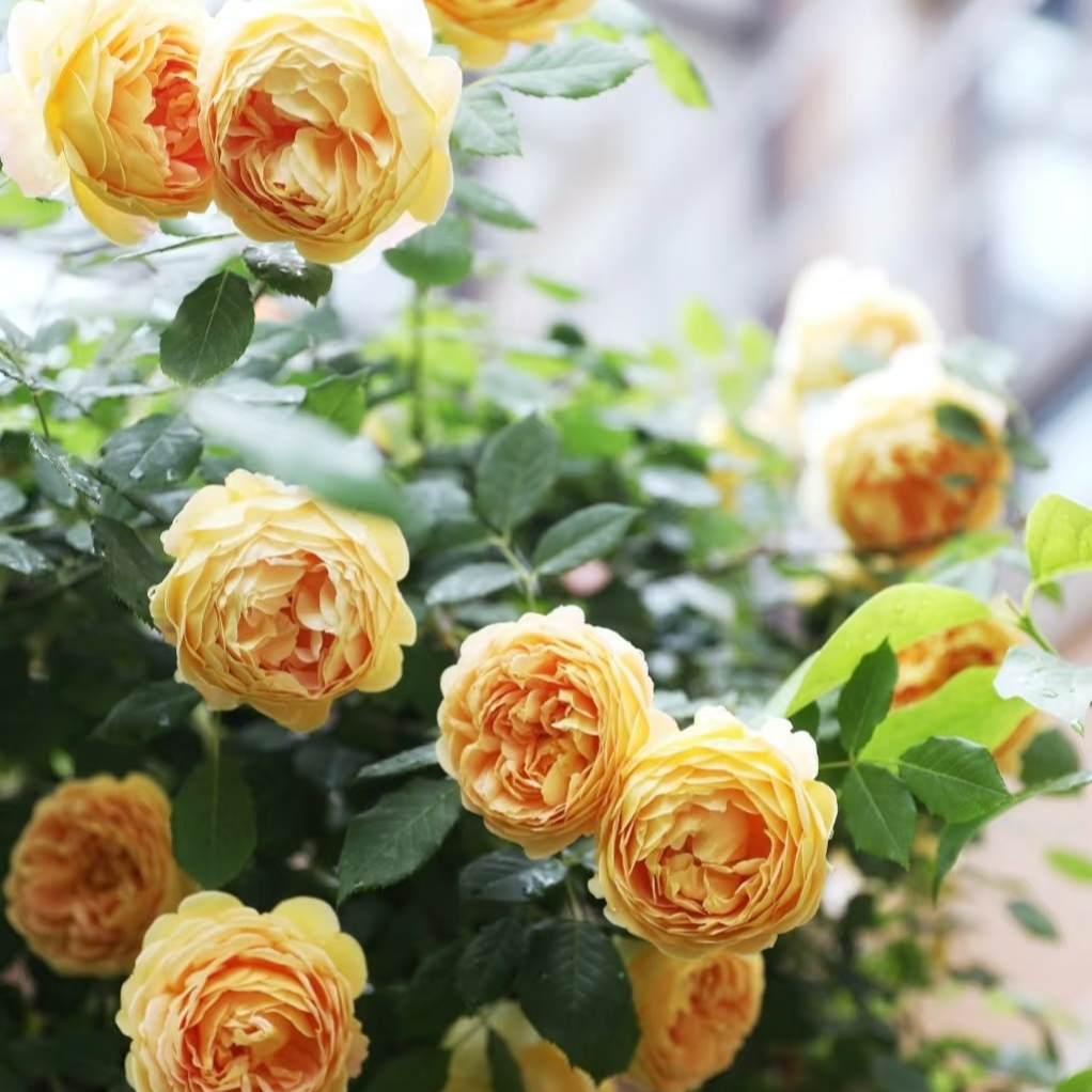 黄金庆典 爬藤月季 浓香 新手好养 大花形 