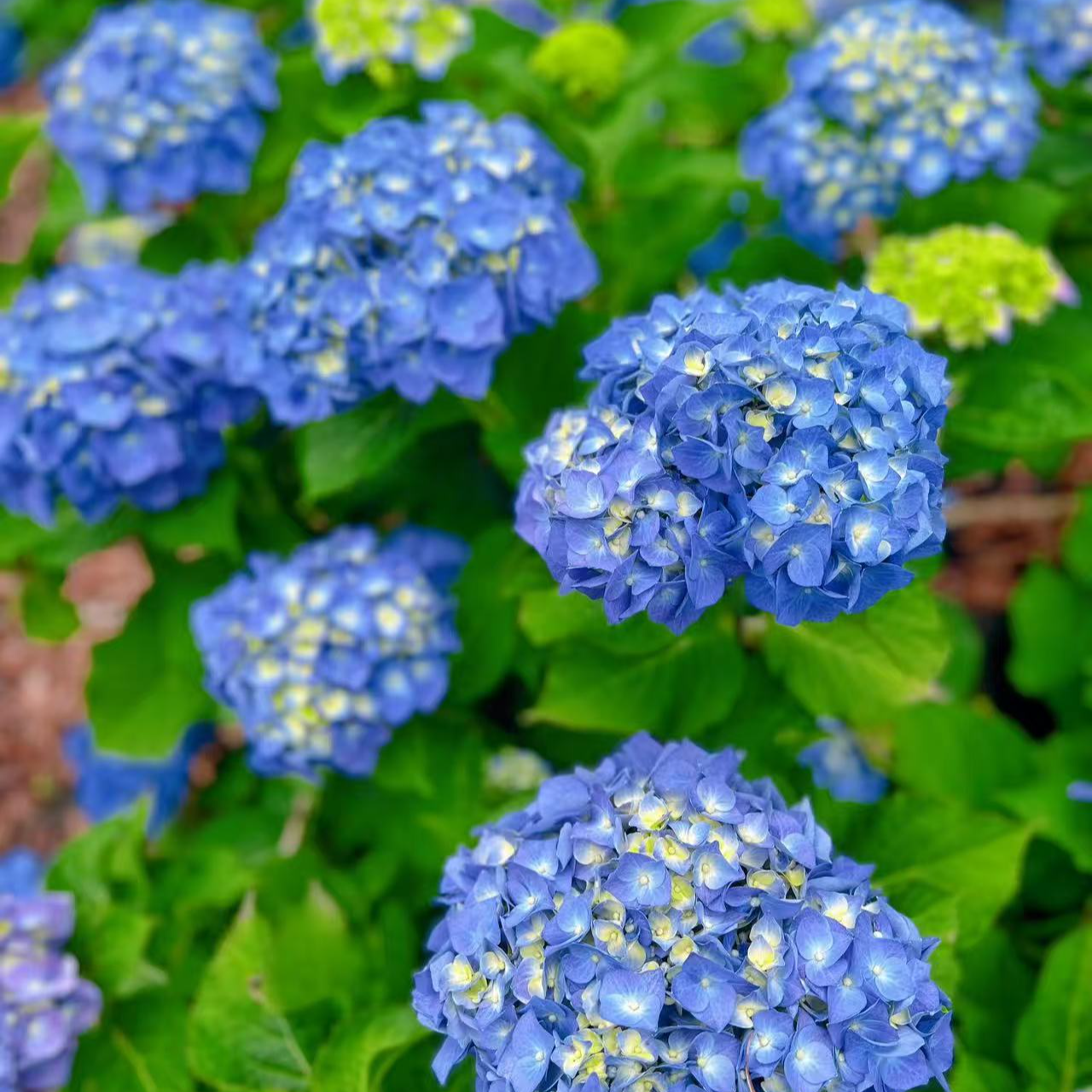 大花绣球【贝拉】盆栽地栽适宜庭院阳台好养护基地直发