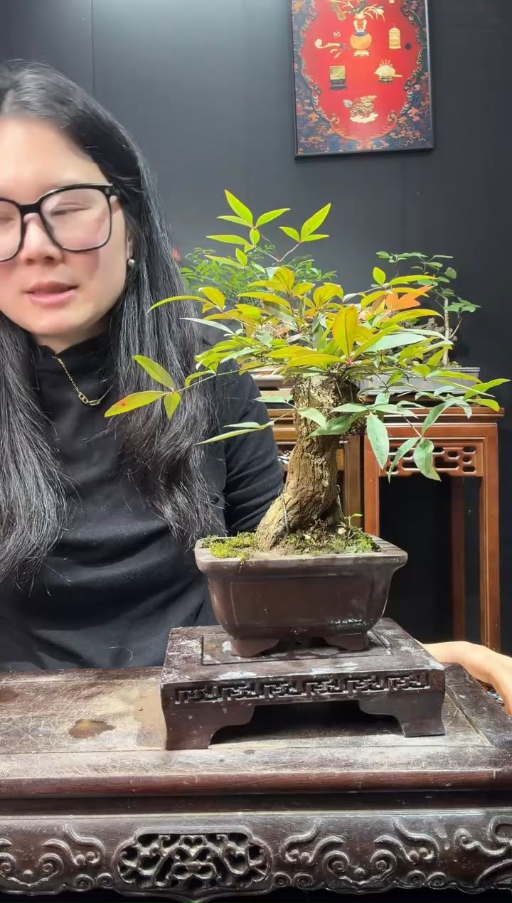 完全开放南天竹000