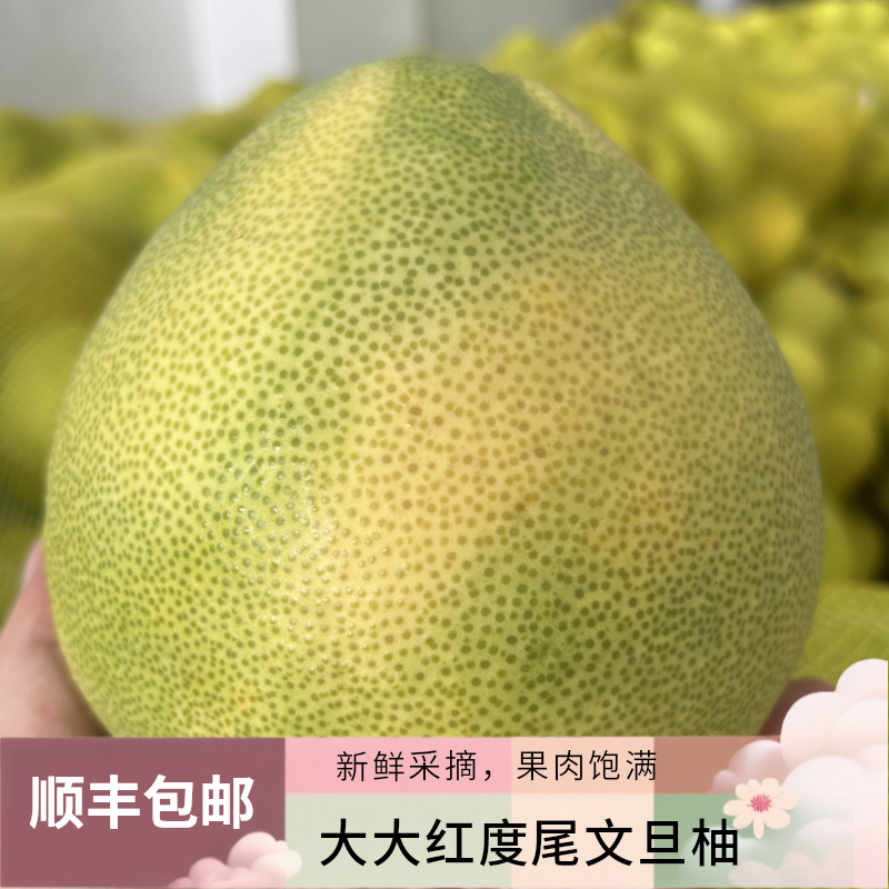 （果苗专拍）度尾文旦柚新鲜水果脆甜当季