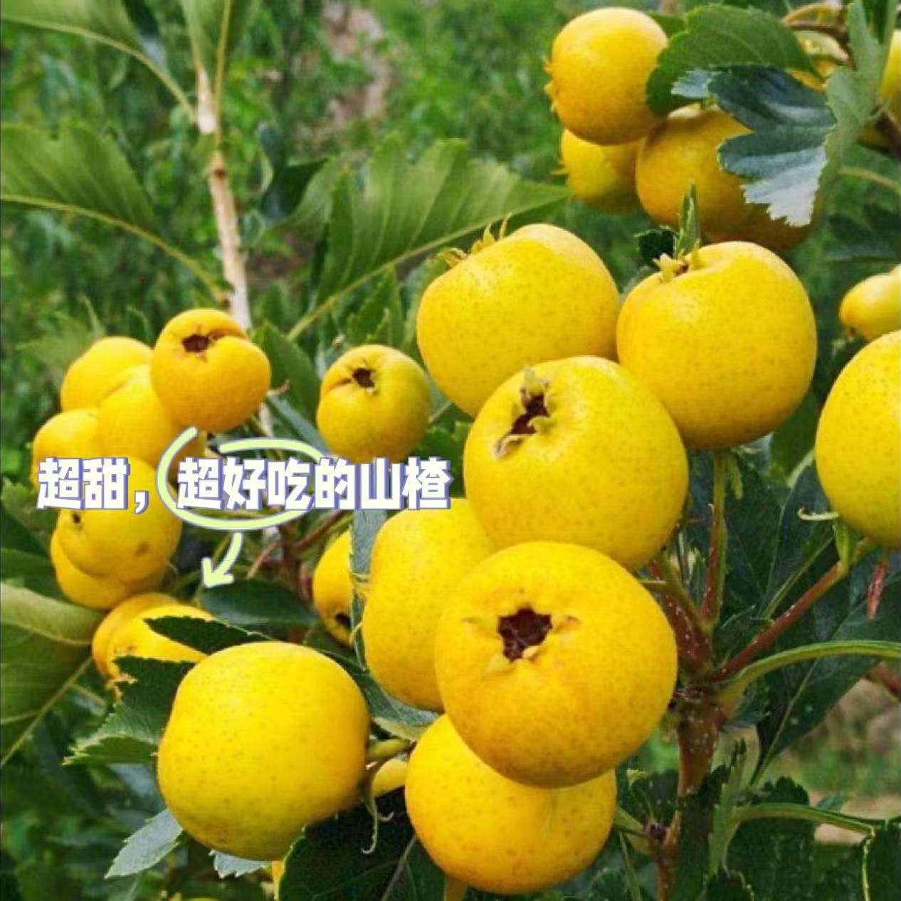 《农人老三》甜心黄山楂水果皮薄肉厚酸甜美味顺丰包邮g