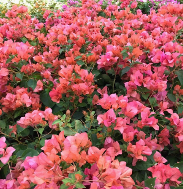 【夕阳红】三角梅 抹茶绿渐变成粉盆栽阳台土壤移栽养护带花发