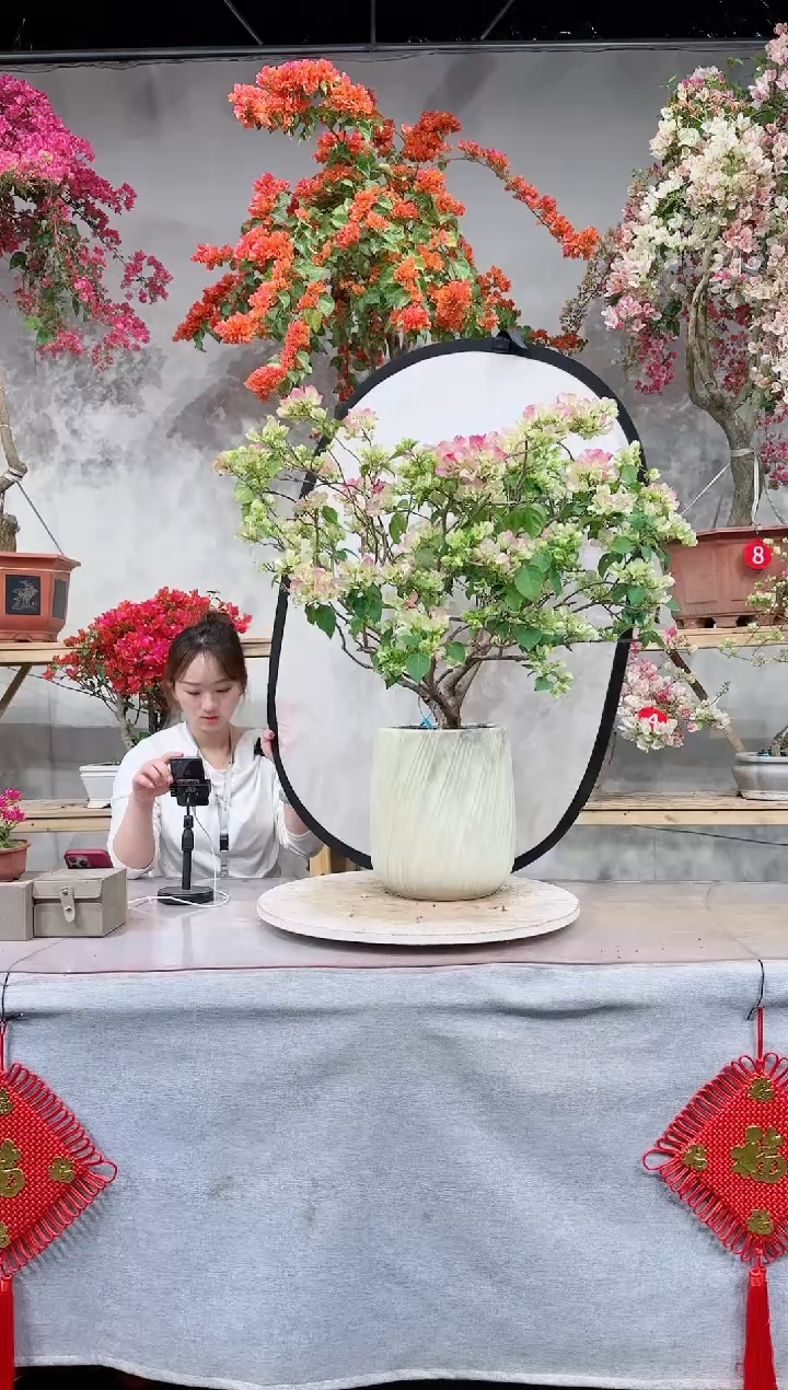 【闪购商品】盆景绿叶樱花