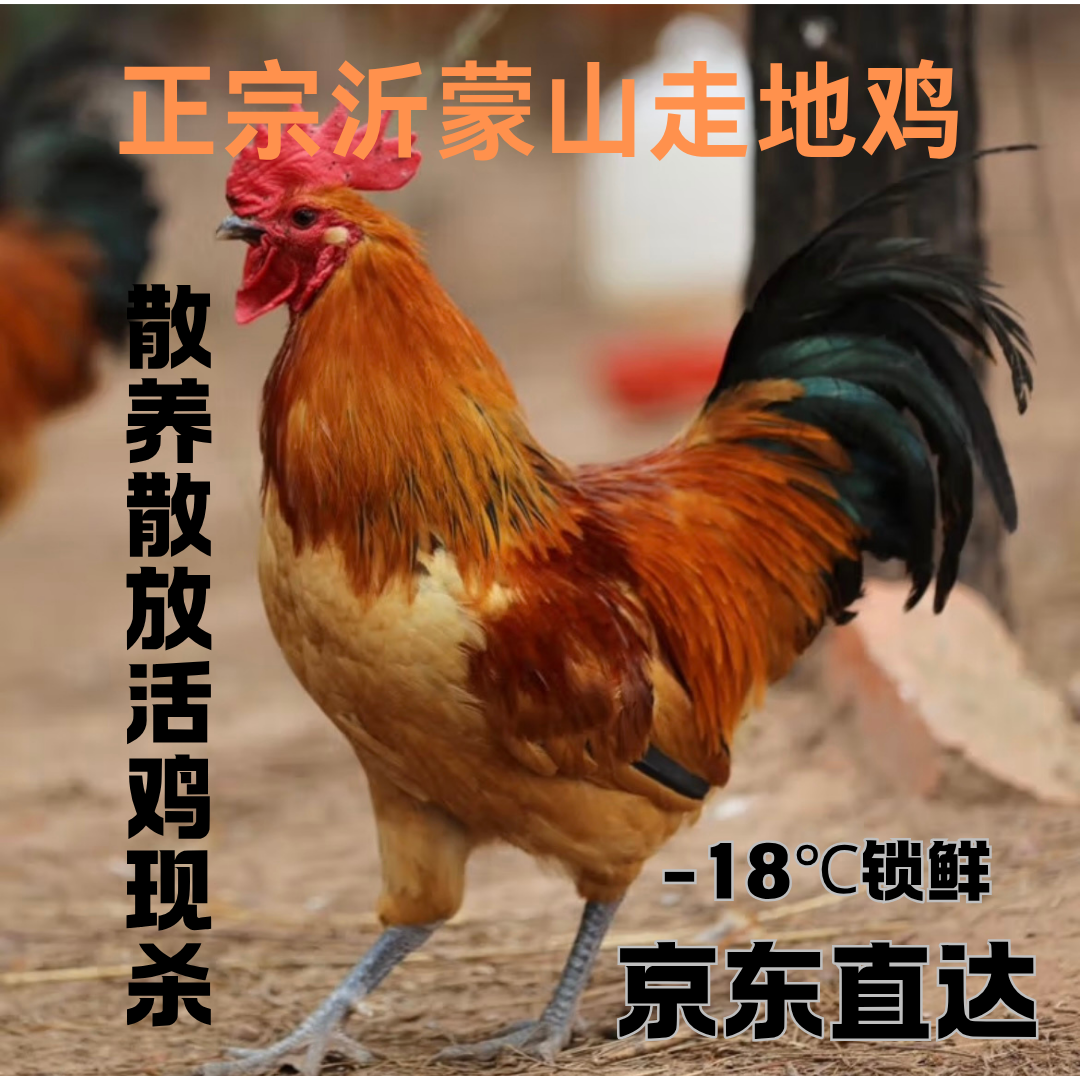正宗沂蒙山走地鸡，散养散放雪山草鸡，两只净重7斤