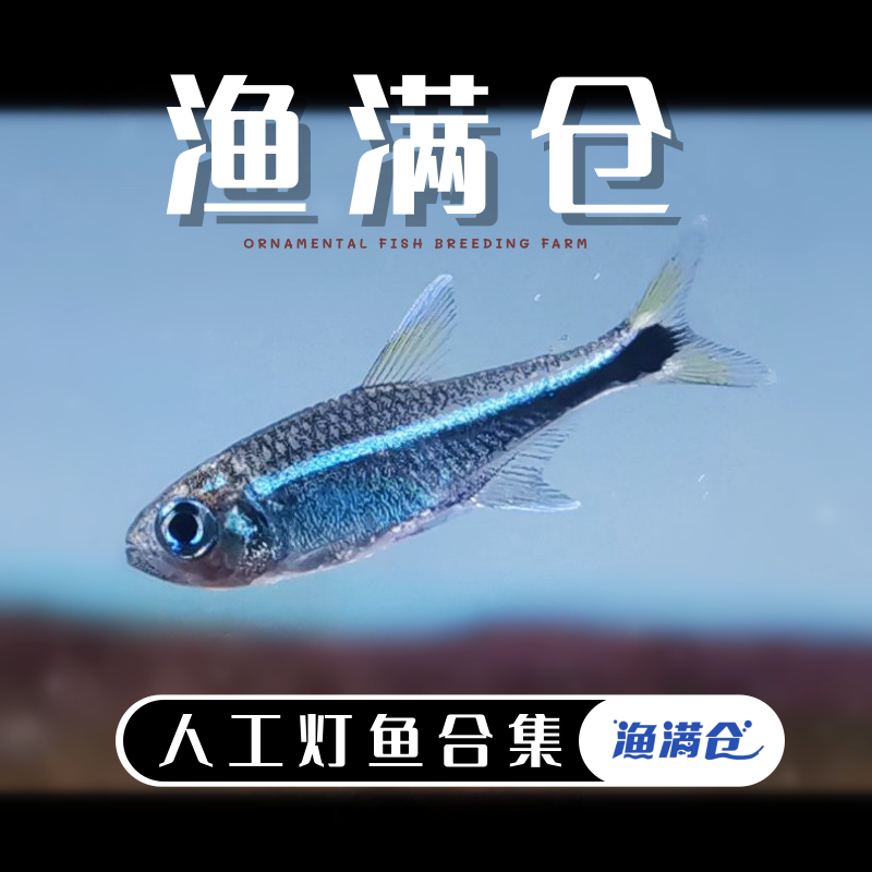 【甄选人工F1灯鱼菜单】顺丰包邮 南美热带灯鱼小型鱼