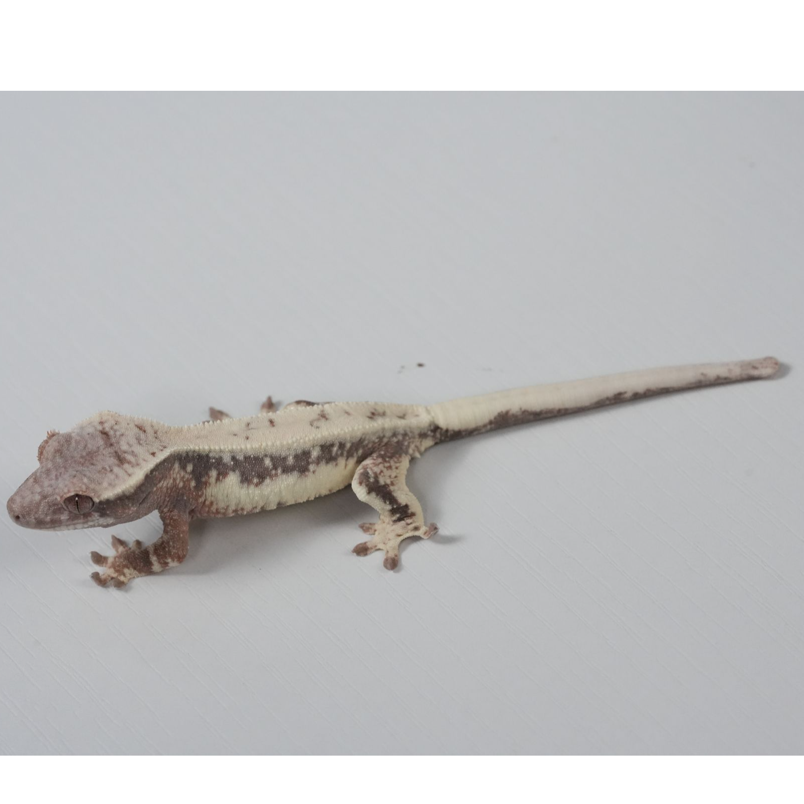 睫角爬宠活体宠物