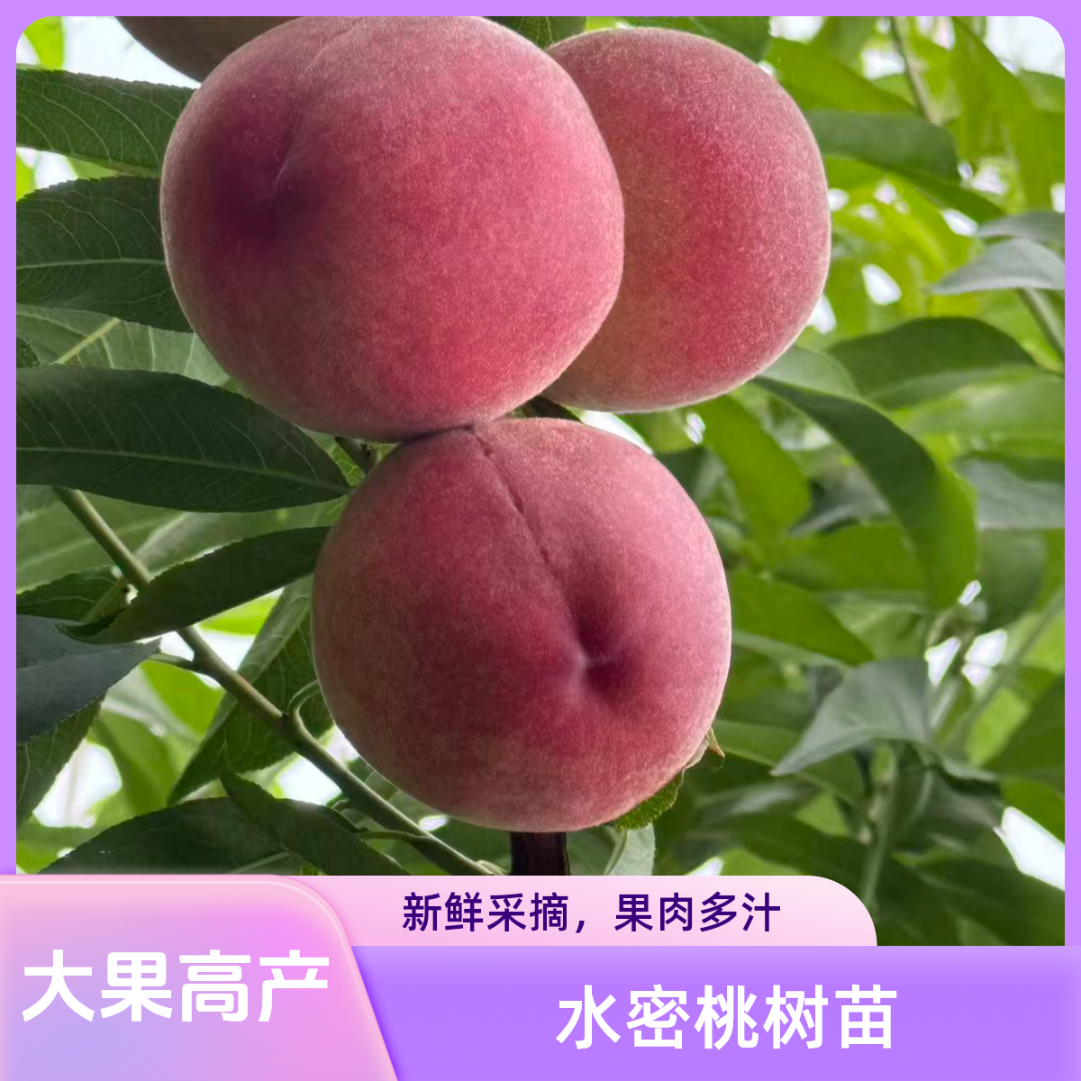 水蜜桃树苗脆甜大果高产均可种植