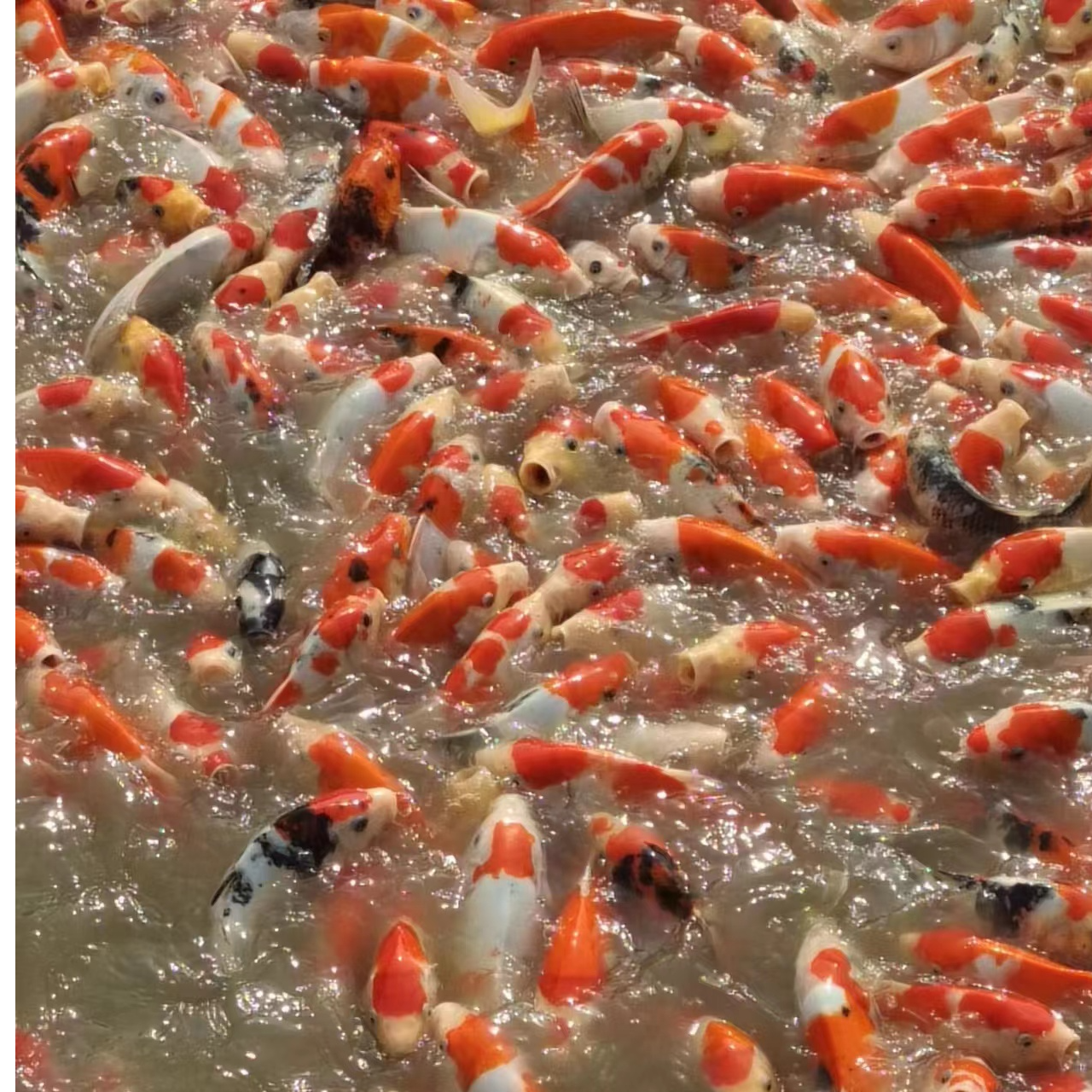 直播锦鲤养殖活鱼观赏鱼水族活体红石锦鲤大鱼鲤鱼