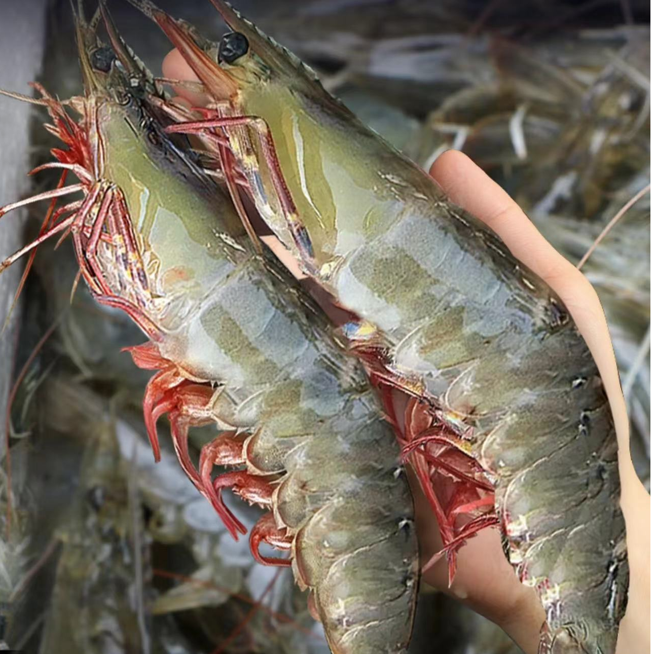 -[2025年当季 A级新海虾 特大号规格]到手5斤 顺丰冷链 盐冻