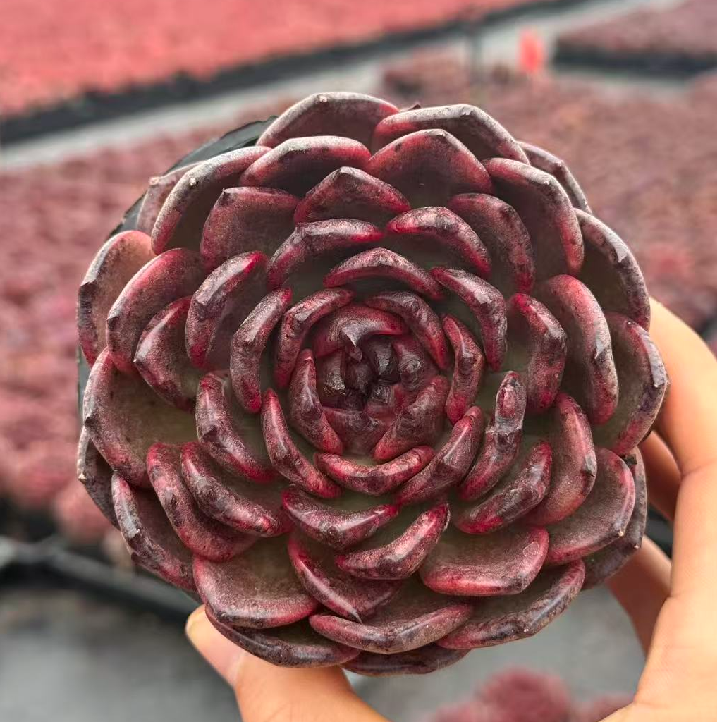 10#玄玥多肉植物        前男友精品多肉SM739