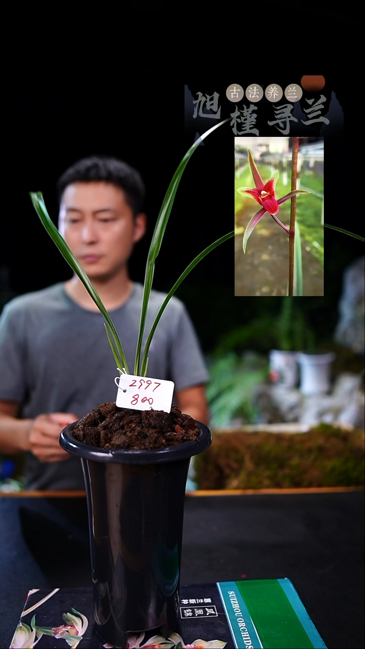 当前无花栽培后可以开花A****业寒兰-国艳（一物一拍）
