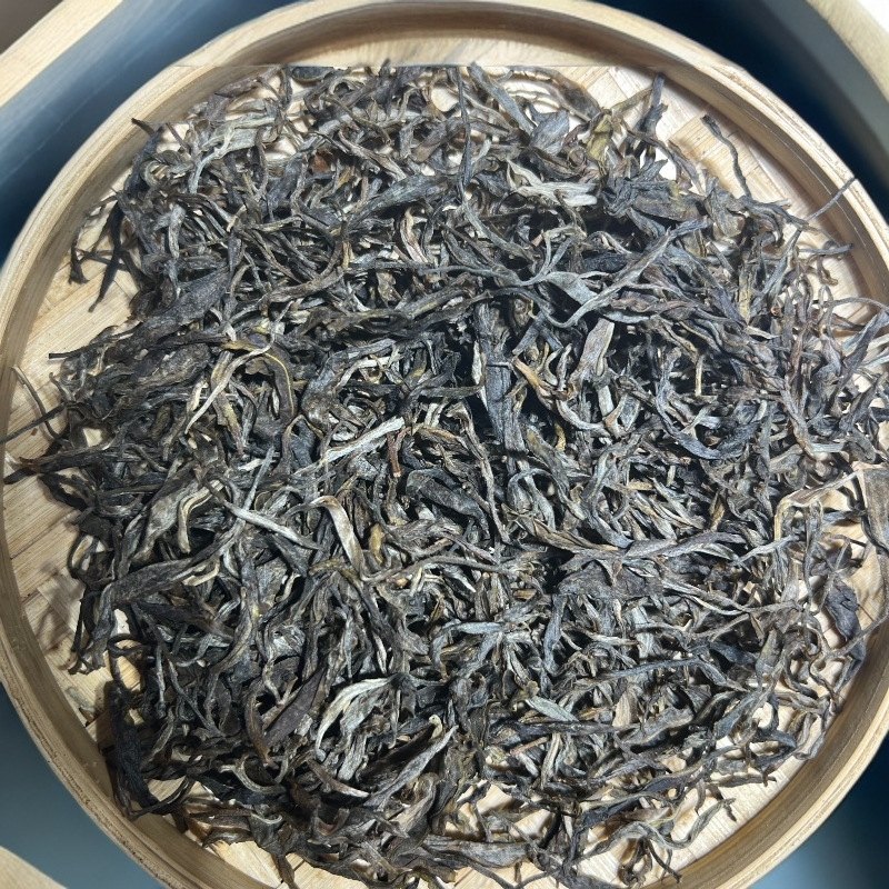 23年大雪山古树单株