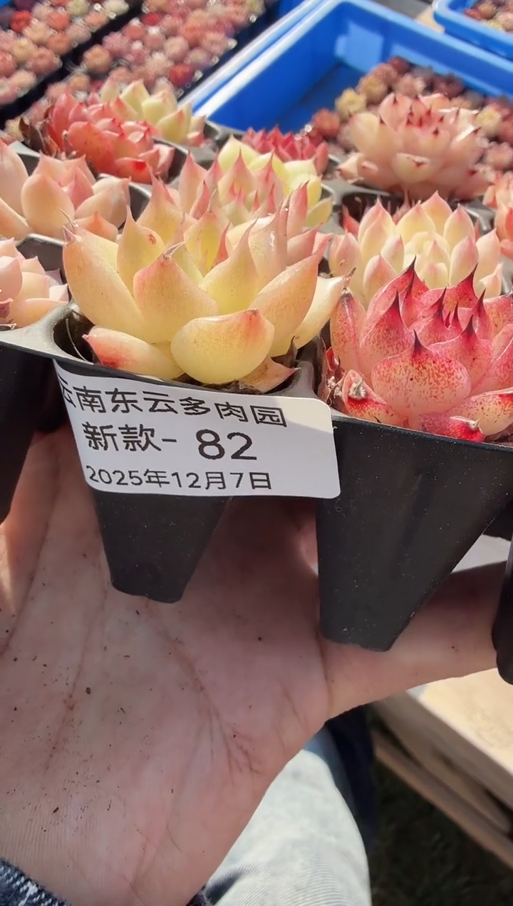 东云多肉园新款-82
