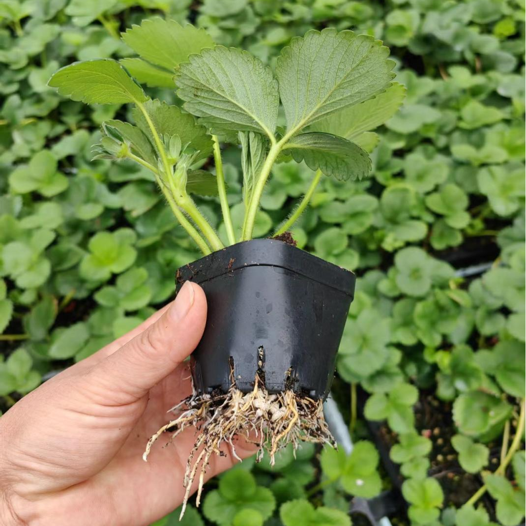草莓脱毒苗基质土钵苗杯苗基地直发根系发达易成活（钵苗）
