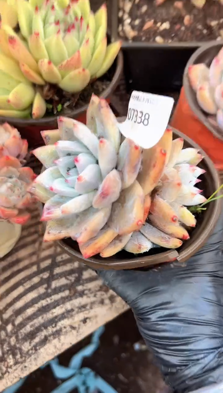 花***宿多肉植物一物一拍07338