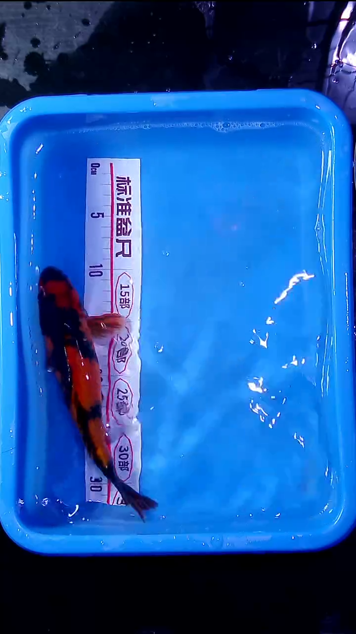 锦鲤直播间菁选 对版发货 23号