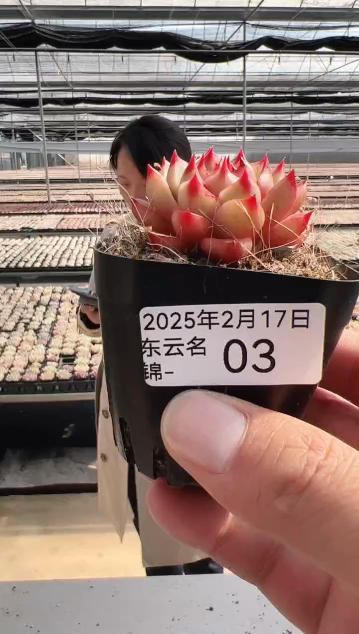 【闪购商品】东云名锦-3