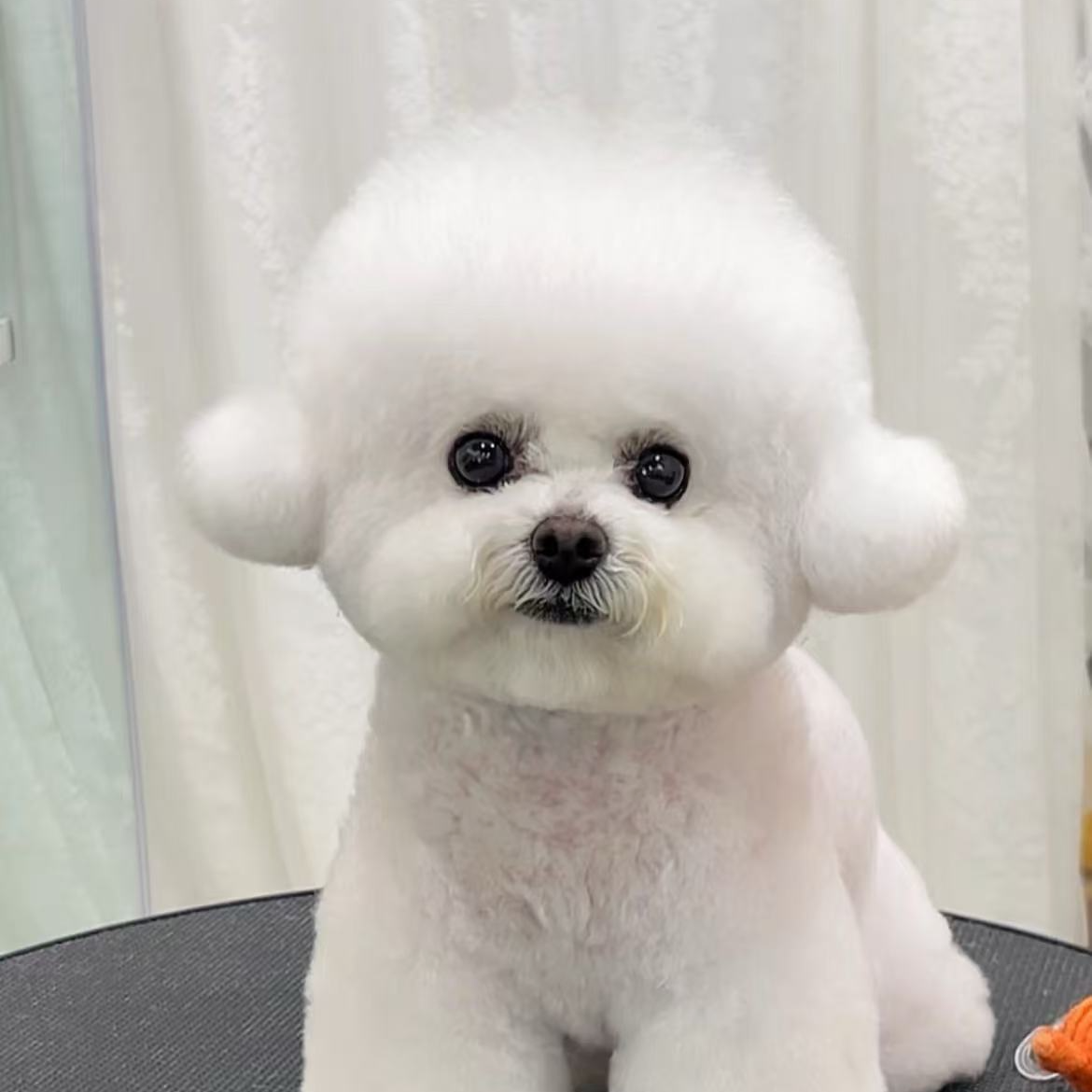 可爱小型宠物活体比熊泰迪博美等